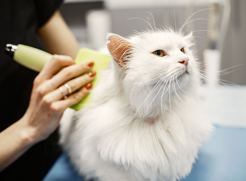 Pet & Wellness | Toelettatura e Servizi per Animali Faloppio