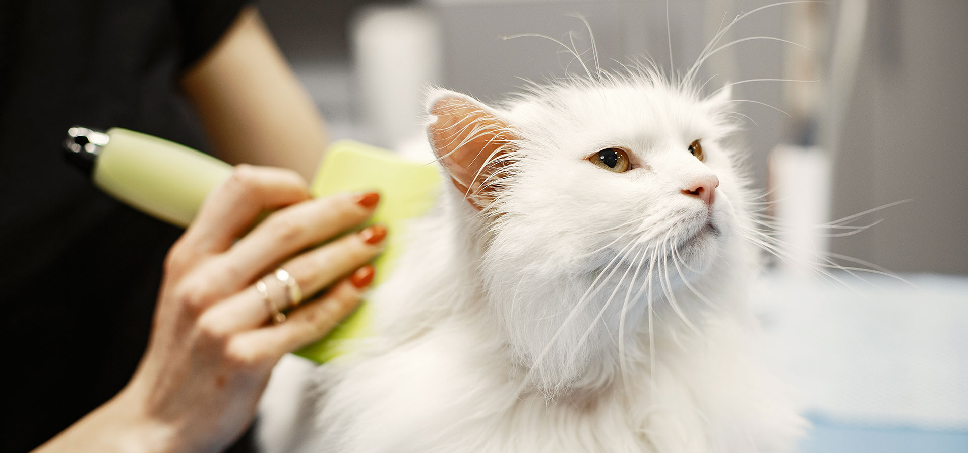 Toelettatura Cani e Gatti | Pet & Wellness Servizi per Animali