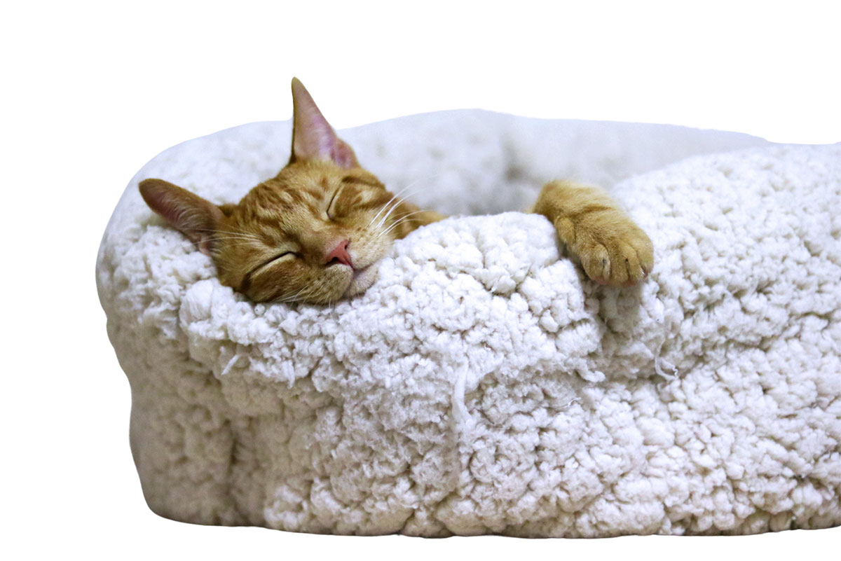 Pensione-per-gatti1