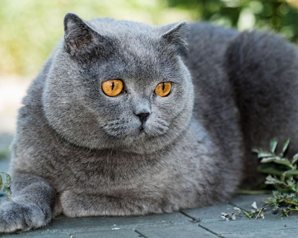 Pensione-per-gatti4
