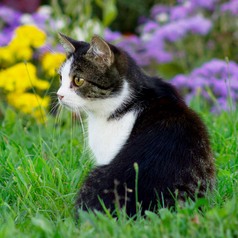Pensione-per-gattinew